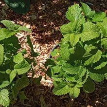 Load image into Gallery viewer, Lemonbalm Plant