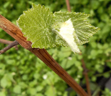 Load image into Gallery viewer, Grapevine Cuttings (Click for Variants)
