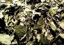 Load image into Gallery viewer, Lemonbalm Plant