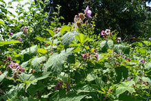 Load image into Gallery viewer, Thimbleberry - Pink (Click for Variants)