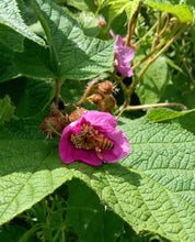 Load image into Gallery viewer, Thimbleberry - Pink (Click for Variants)