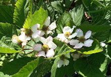 Load image into Gallery viewer, Blackberry Cuttings -Thornless (2)