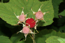 Load image into Gallery viewer, Thimbleberry - Pink (Click for Variants)