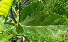 Load image into Gallery viewer, Fig Tree Cuttings - Italian Honey (2)
