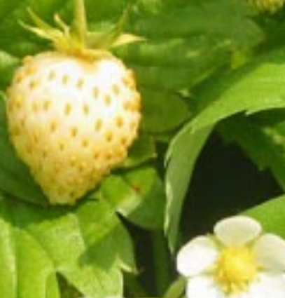 Strawberry Plant (Click for Variants)