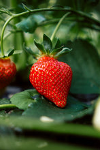 Load image into Gallery viewer, Strawberry Plant (Click for Variants)
